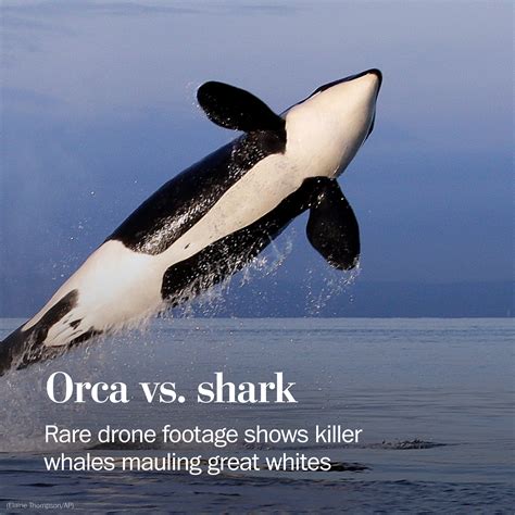 what animals are similar to a kill whale
